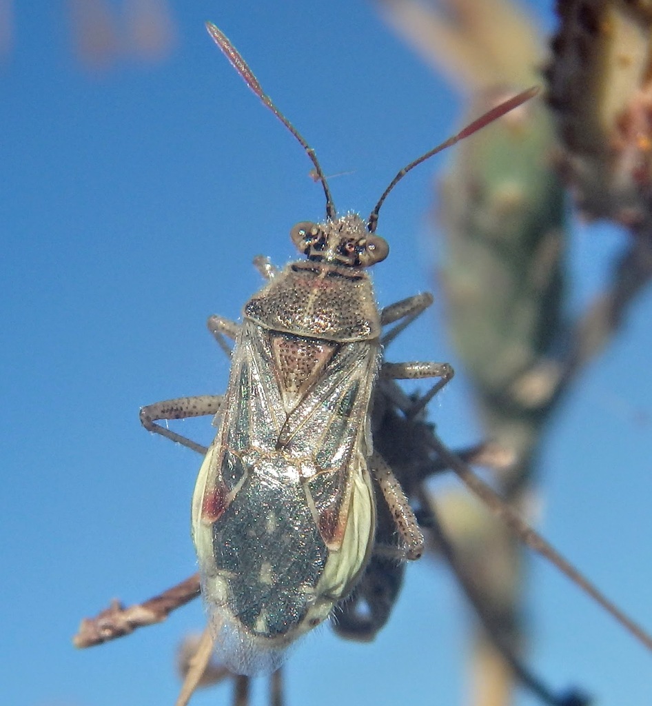 Scentless Plant Bugs
