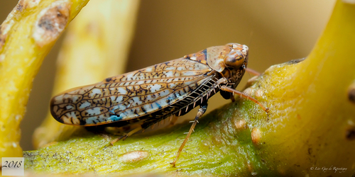 Japanese Leafhopper, photo 2 of 10