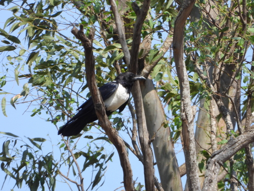 Cuervo pío (Corvus albus)