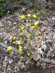 Ranunculus ollissiponensis