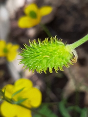 Ranunculus ollissiponensis