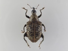 Pseudopiazurus