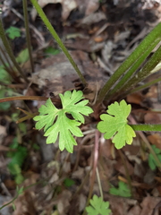 Ranunculus ollissiponensis