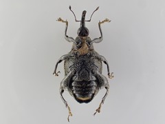 Pseudopiazurus