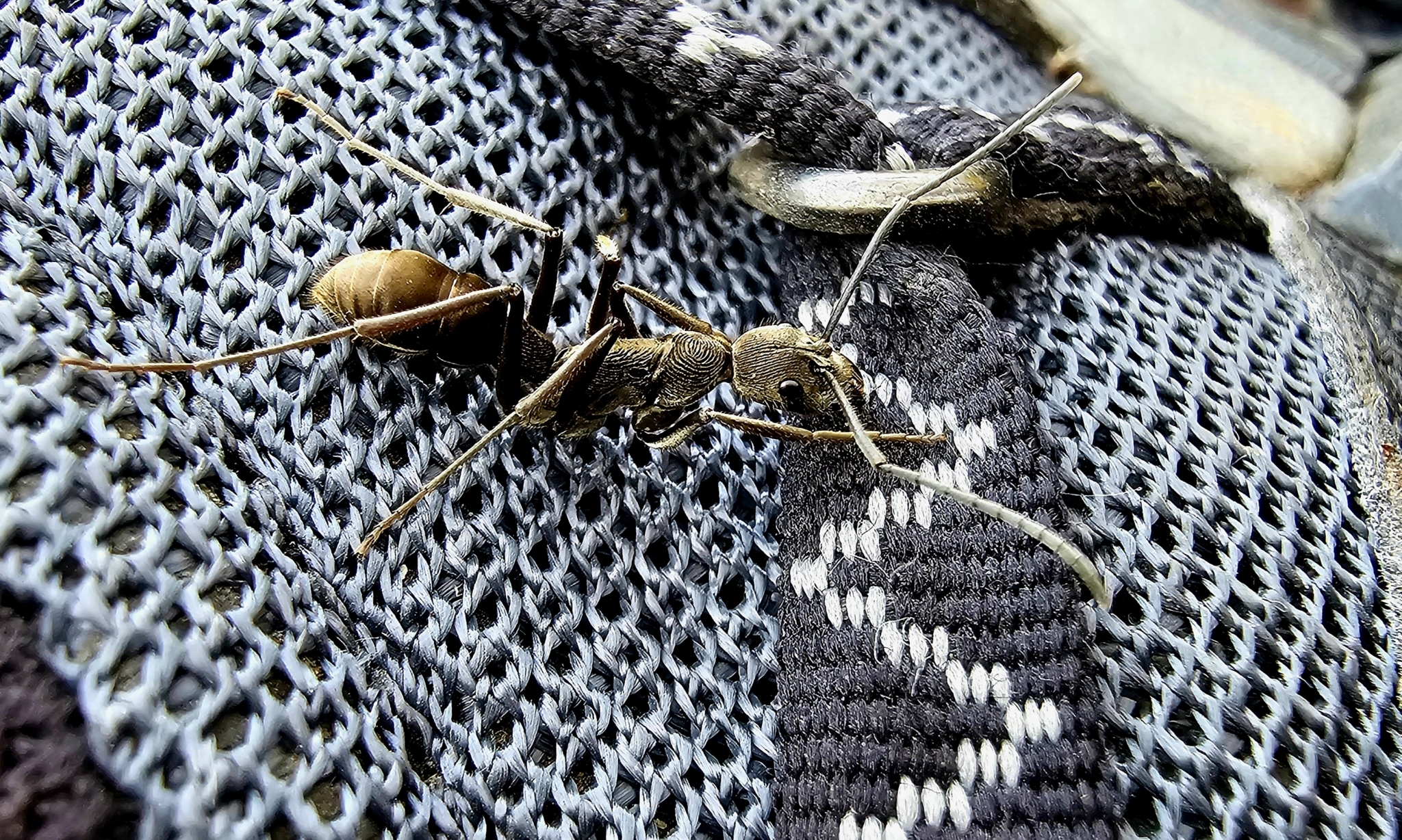 Diacamma scalpratum