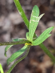 Ranunculus ollissiponensis