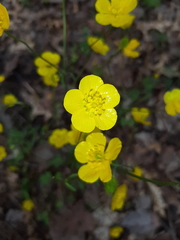 Ranunculus ollissiponensis