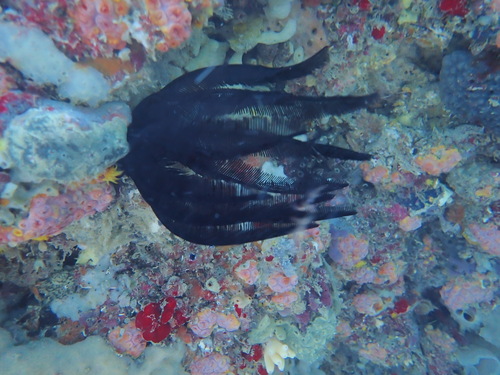 Feather Stars