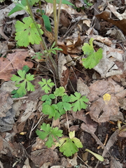 Ranunculus ollissiponensis