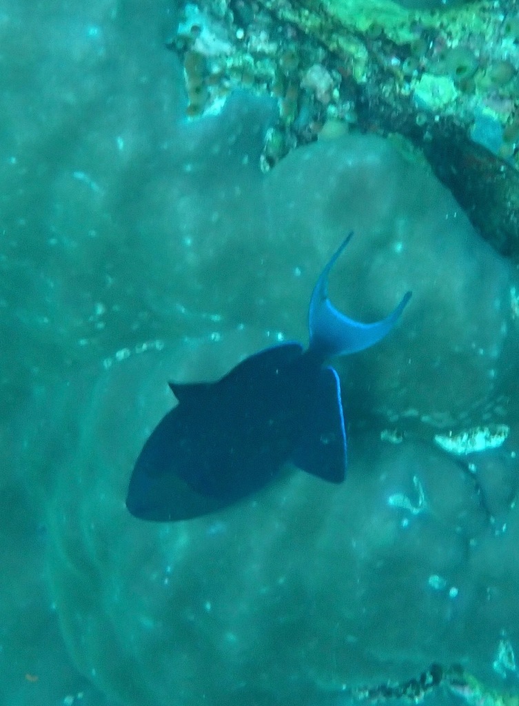 Red-toothed triggerfish