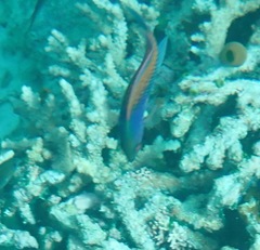 クロヘリイトヒキベラ