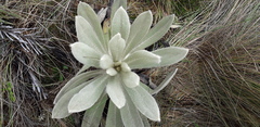 Espeletia pycnophylla