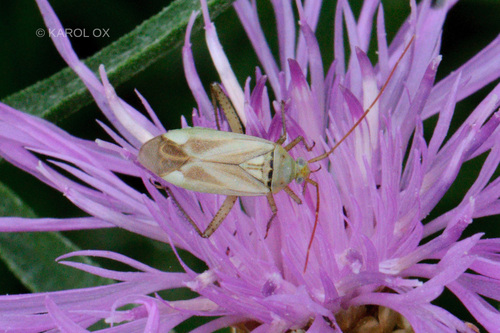 bzdôška lucernová (Adelphocoris lineolatus)