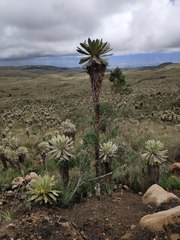 Espeletia pycnophylla