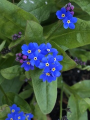Myosotis