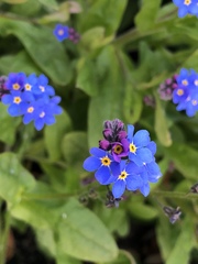 Myosotis