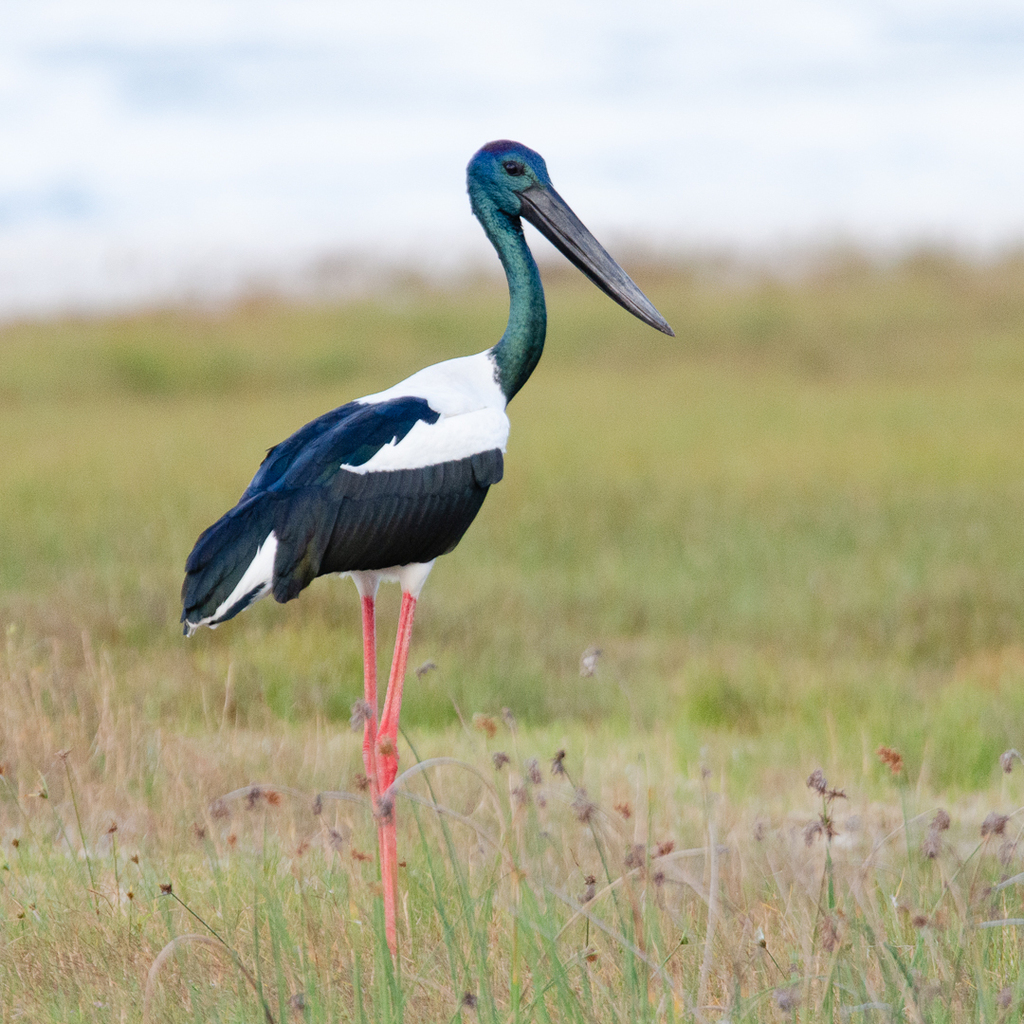Black-necked Stork (Ephippiorhynchus asiaticus) photo
