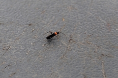 Pseudoxenetus regalis