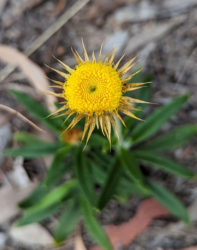Coronidium oxylepis
