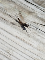 Leptophlebia