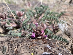 Astragalus malacus