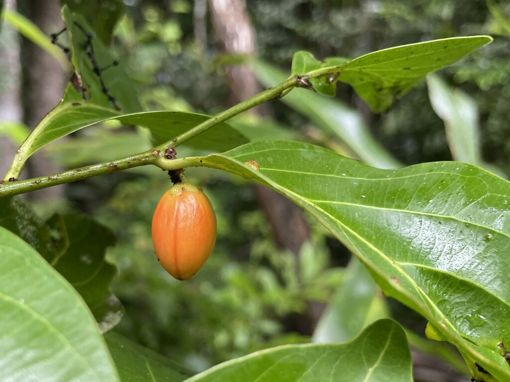 Casearia dallachyi