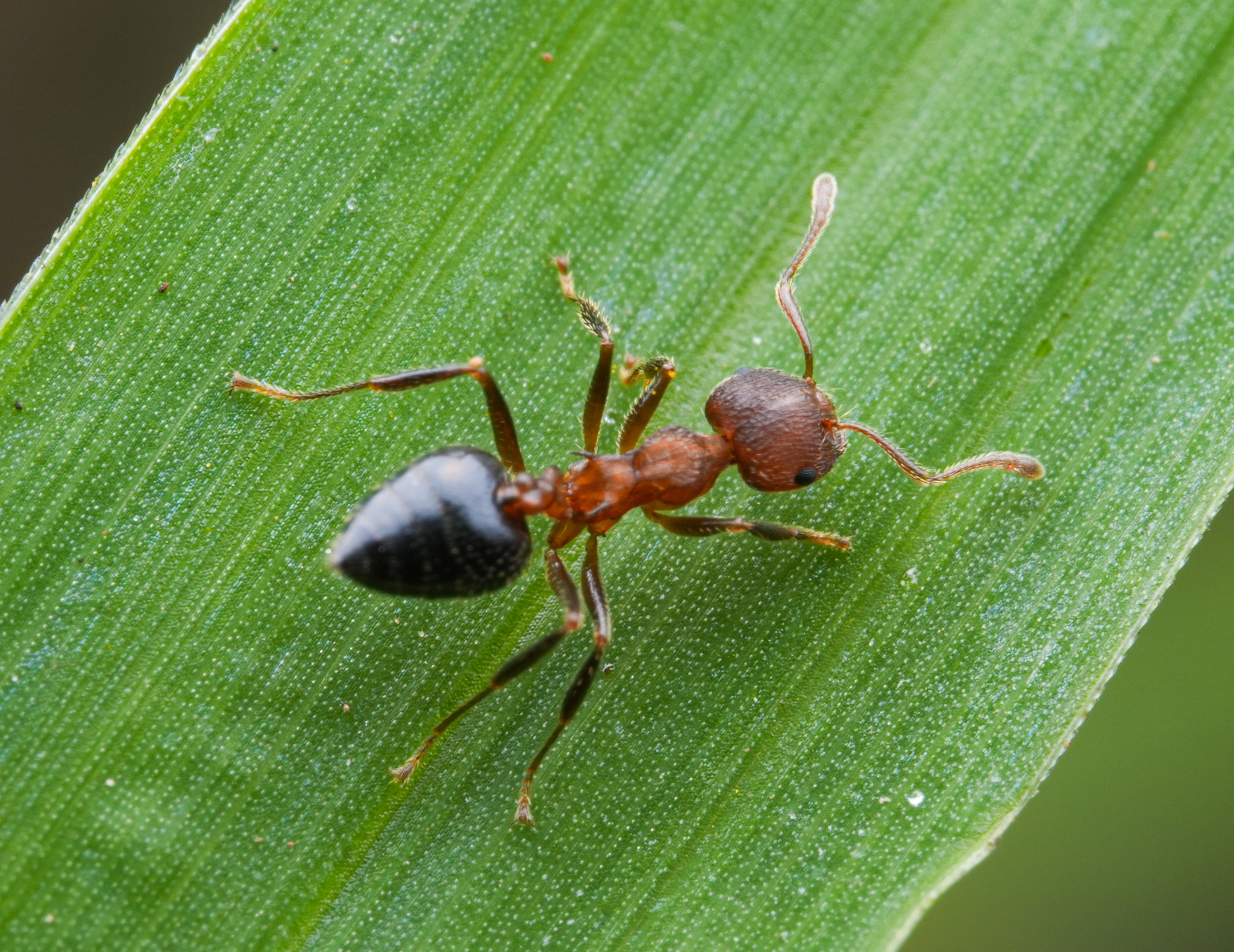 Crematogaster dohrni