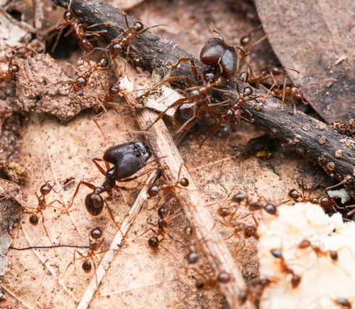史氏大头蚁Pheidole smythiesii