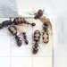 Camponotus bellus - Photo 由 Vitaliy 所上傳的 (c) Vitaliy，保留部份權利CC BY-NC
