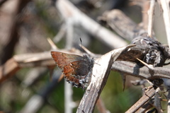 Callophrys mossii