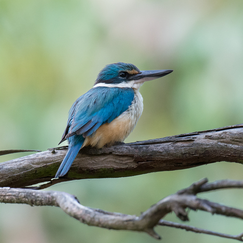 Sacred Kingfisher, photo 5 of 10