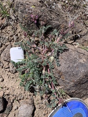 Astragalus malacus