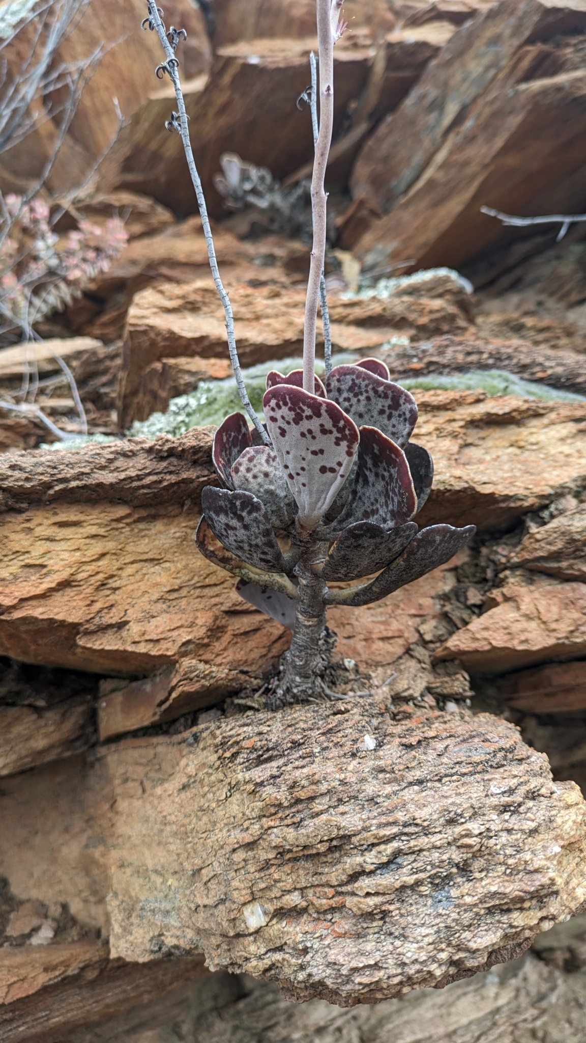 Imagem de Pedra-de-fogo