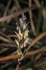 Sesleria albicans