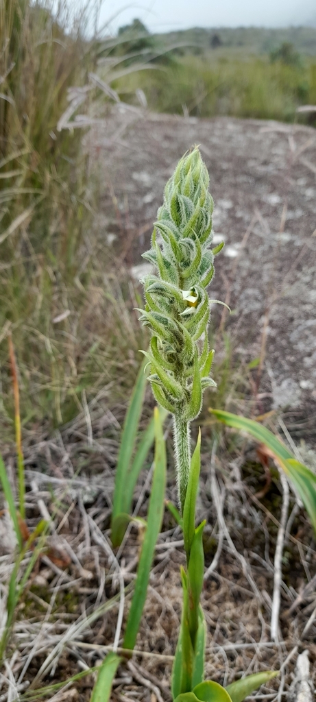 Pelexia itatiayae
