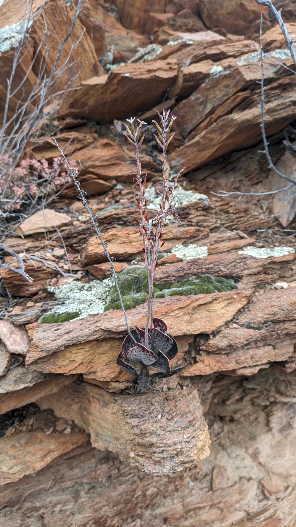 Imagem de Pedra-de-fogo