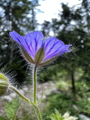 Geranium bohemicum, photograph author not stated, no rights reserved