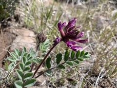 Astragalus malacus