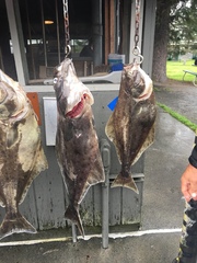 Hippoglossus stenolepis