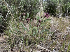 Astragalus malacus