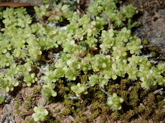 Valantia muralis
