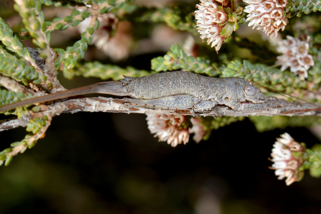 Tympanophora diminuta