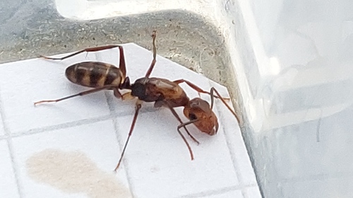 Camponotus reburrusCamponotus reburrus