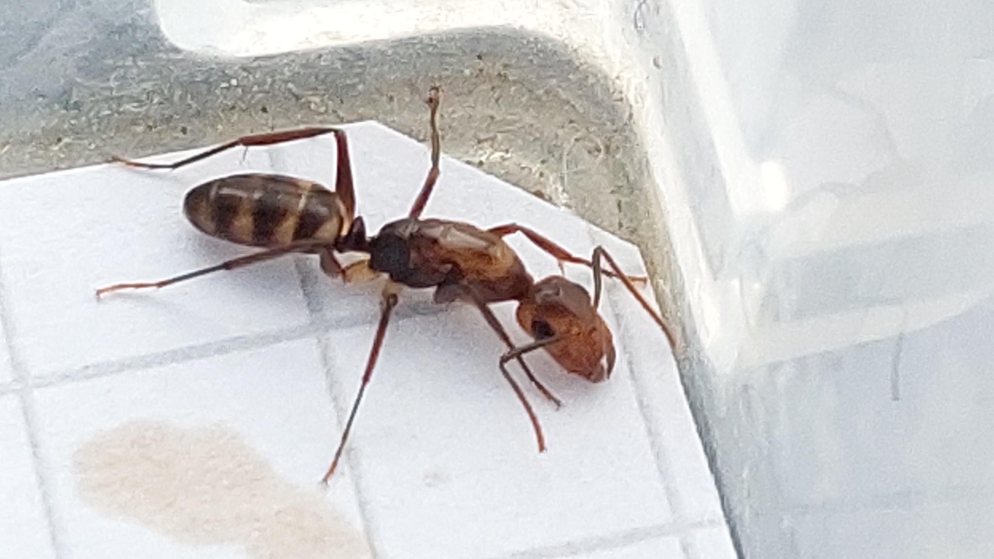 Camponotus reburrus