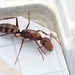 Camponotus reburrus - Photo (c) Vitaliy, alguns direitos reservados (CC BY-NC), uploaded by Vitaliy