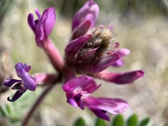 Astragalus malacus