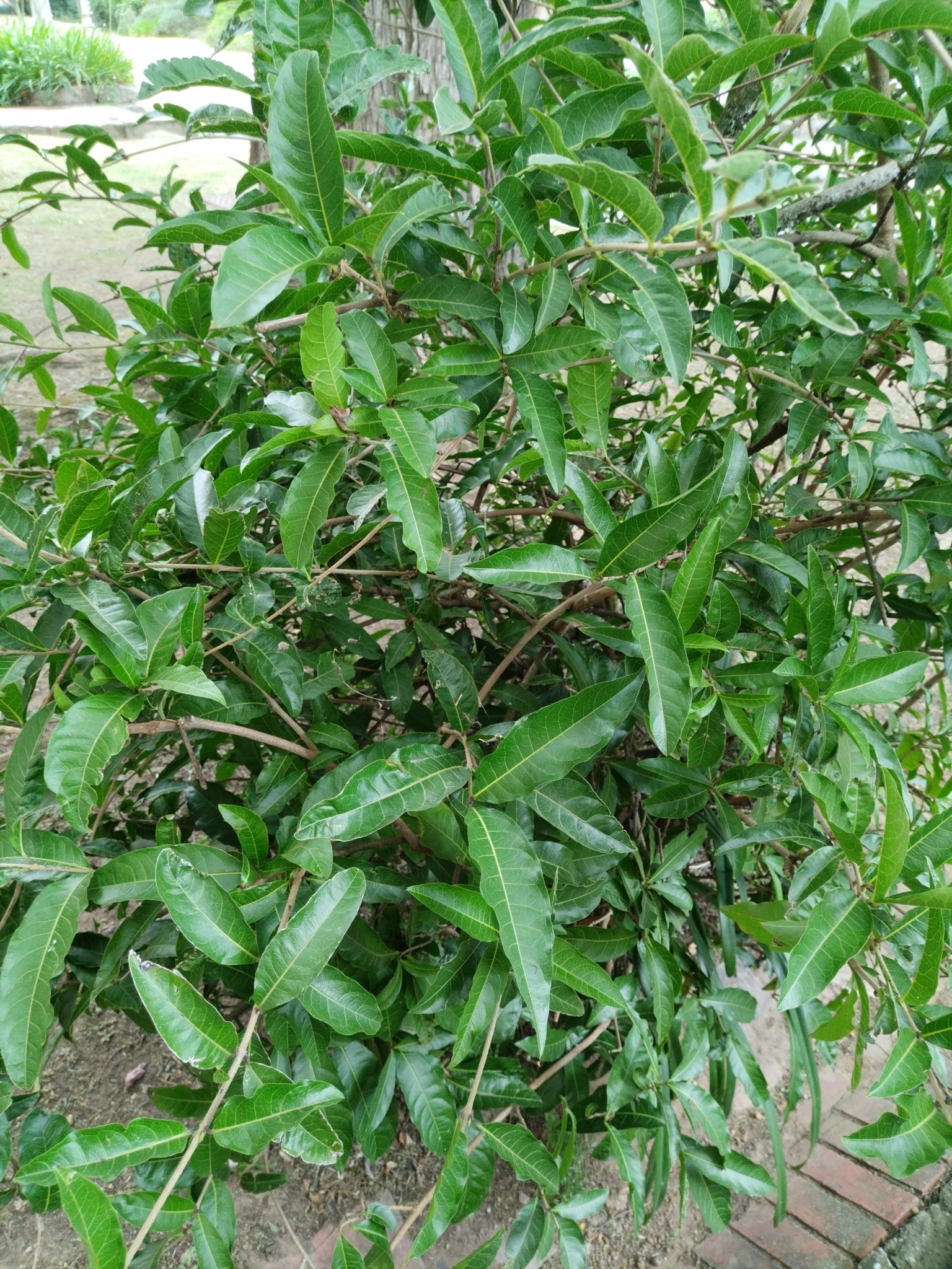 Imagem de Primavera