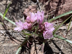 Allium parvum