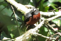 Ochthoeca cinnamomeiventris