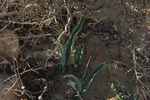 Foto de Tulipa